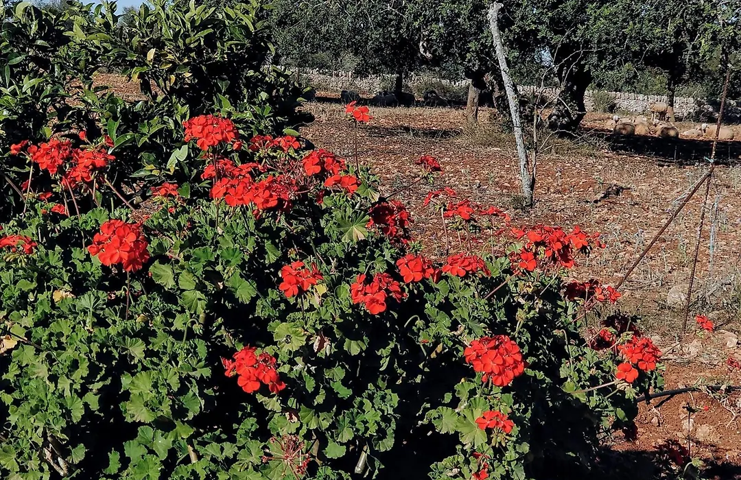 Finca Son Marimon - Adults Only-1