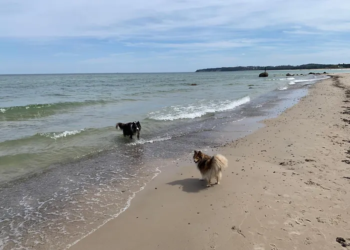 Göhren Urlaub Mit Hund