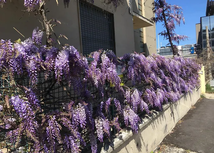  Il Glicine Pescara Centro
